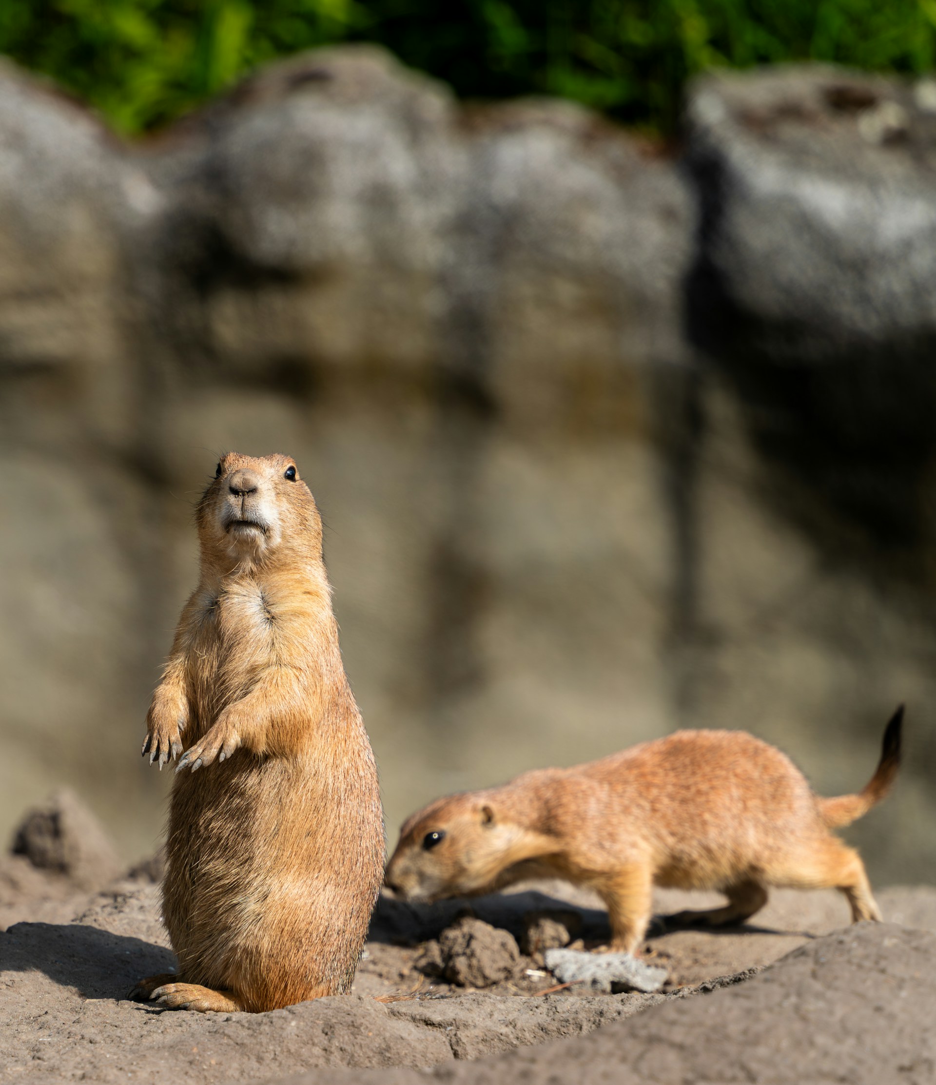 AI bridging communication between humans and animals